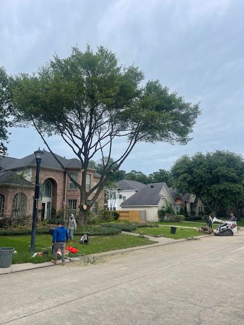 The Role of Tree Service in Storm Damage Prevention and Cleanup – Nature’s Tree Removal of Houston