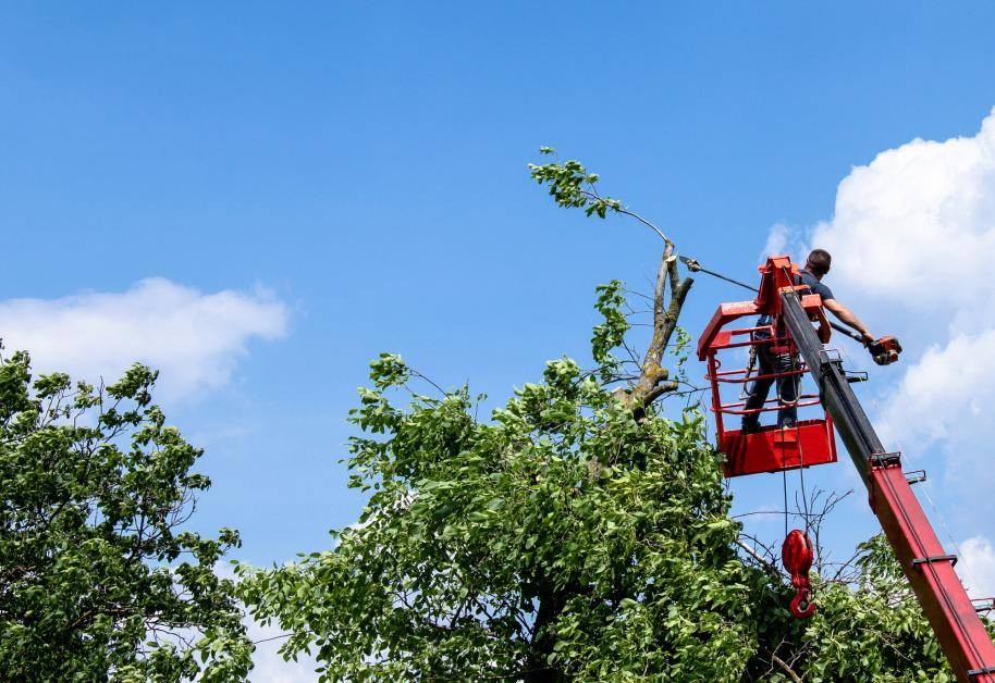 Tree Removal Permit Houston TX | City of Houston Tree Ordinance