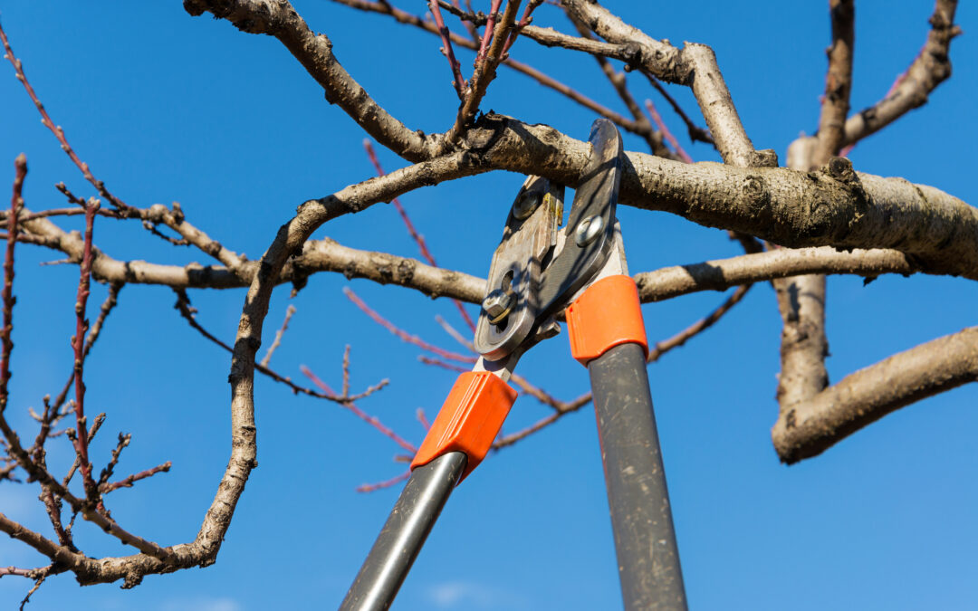 City of Houston Tree Limb Removal: 3 Tips for the Colder Months